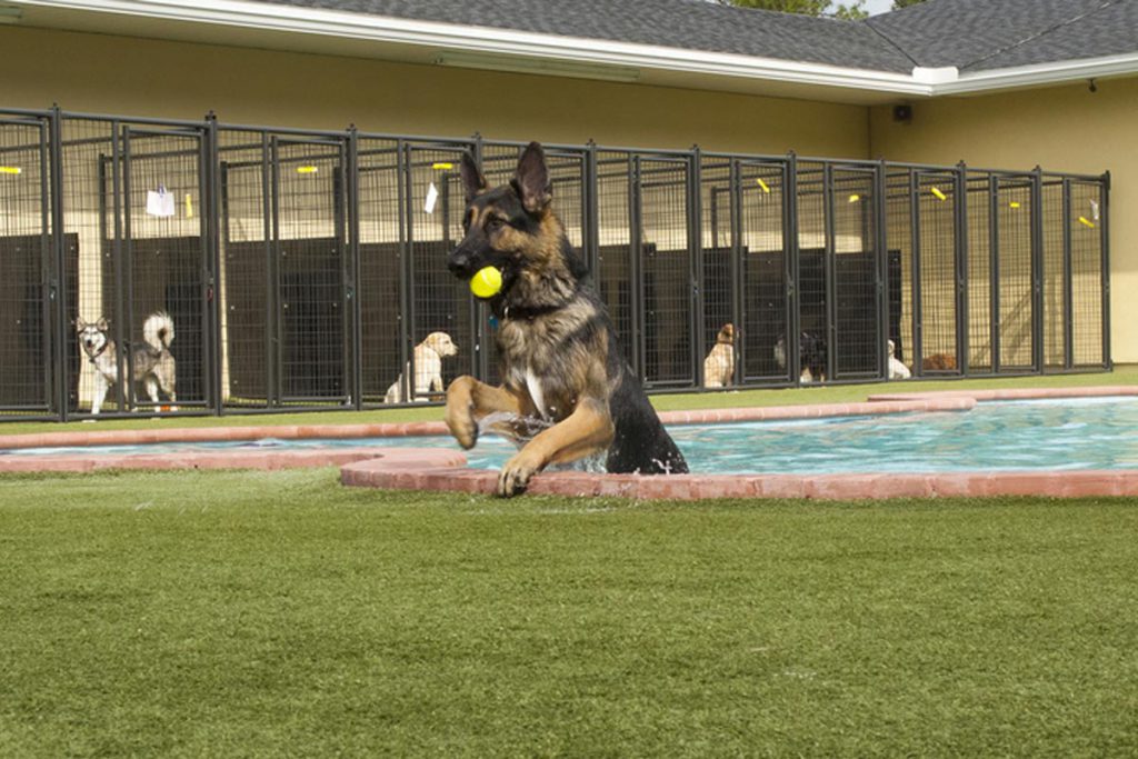 dog amusement parks