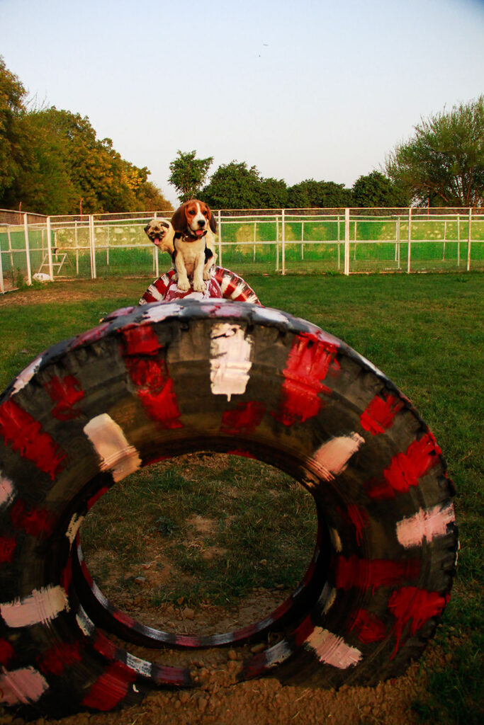 dog training center in Gurgaon