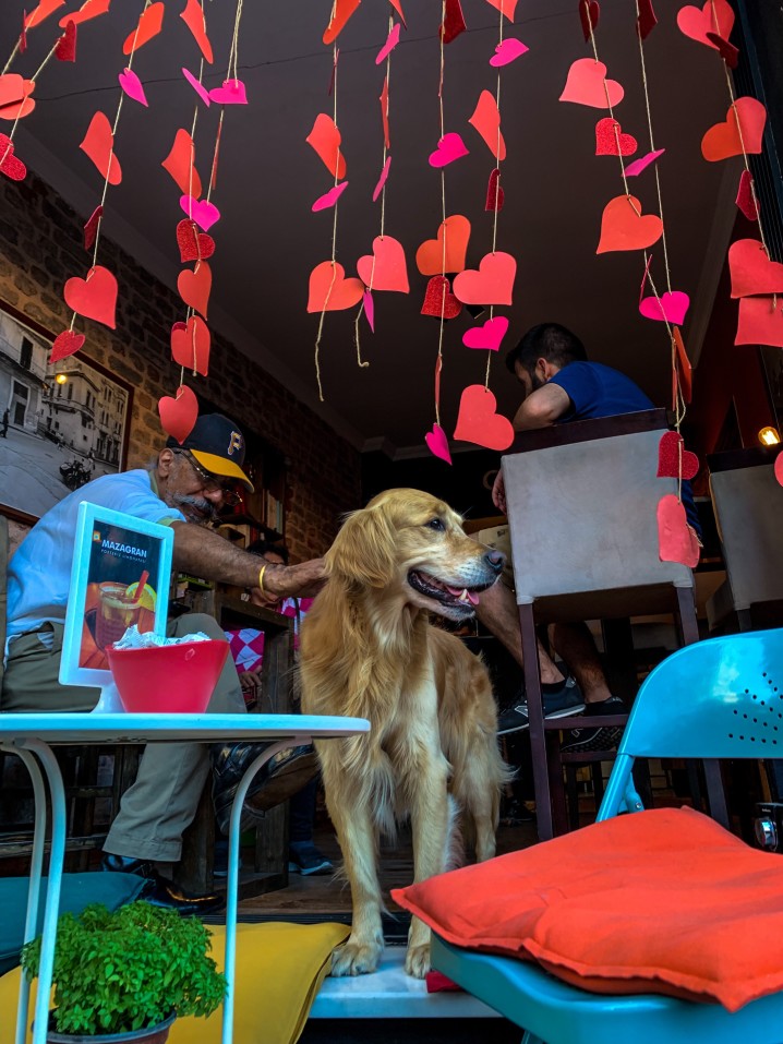 dog cafe in Delhi NCR