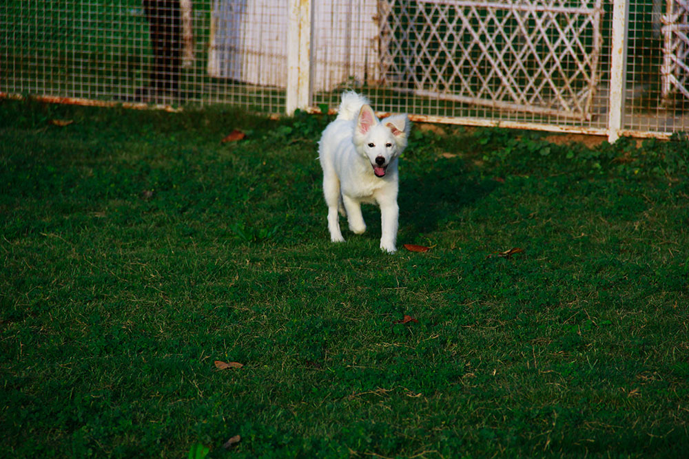 Dog Boarding