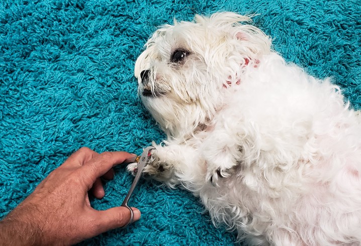 a cute hairy doggie with long sharp nails is getting a manicure also called a nail clipping