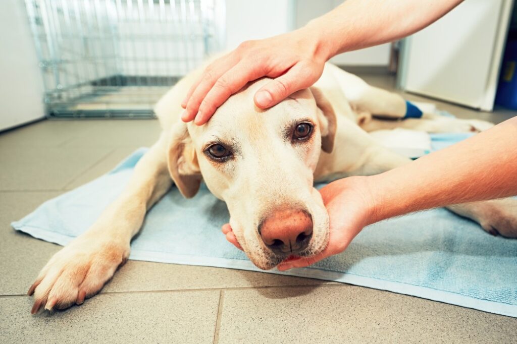 dog awakening from anesthesia after tumor surgery ill labrador retriever in veterinary clinic t20 6lBm2Y