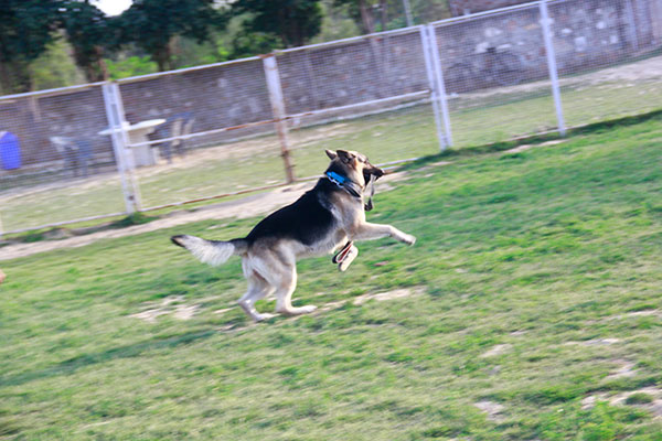 Dog boarding in Delhi NCR