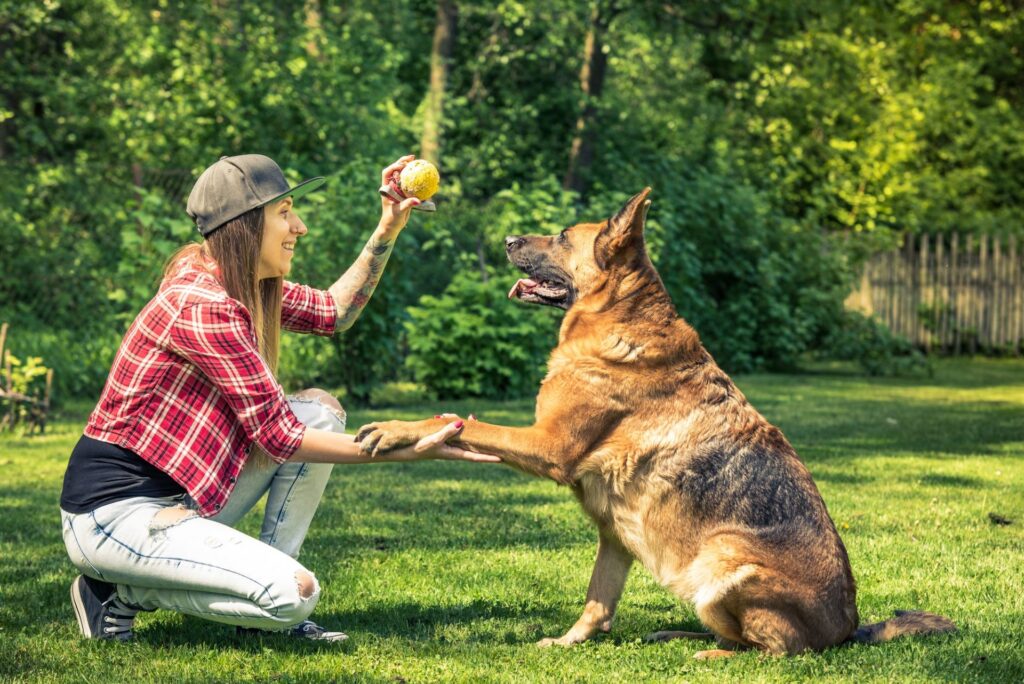 Dog Training Centre 