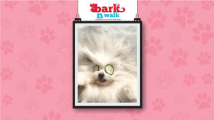 dog grooming services in Delhi NCR