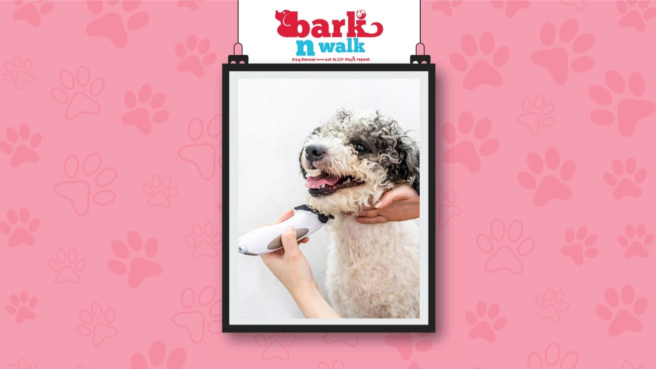Best Dog Grooming Services in Delhi NCR Bark n Walk