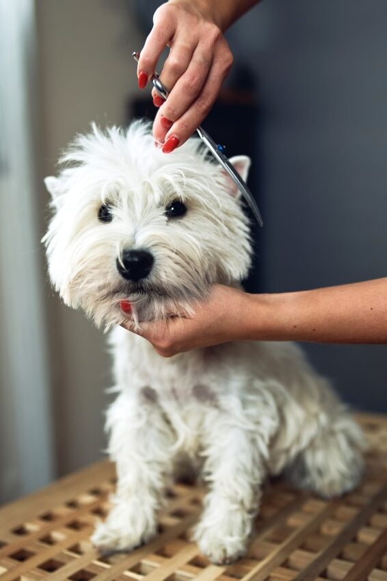 dog grooming services in Delhi NCR