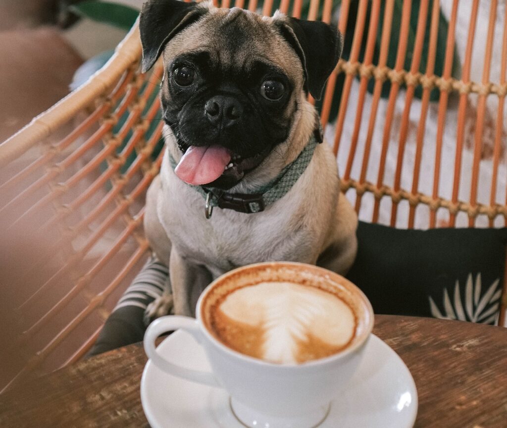 what-are-the-advantages-of-having-a-dog-cafe-in-delhi-ncr