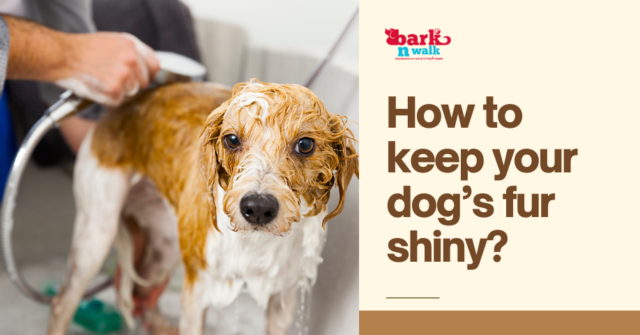 How to keep your dog’s fur shiny