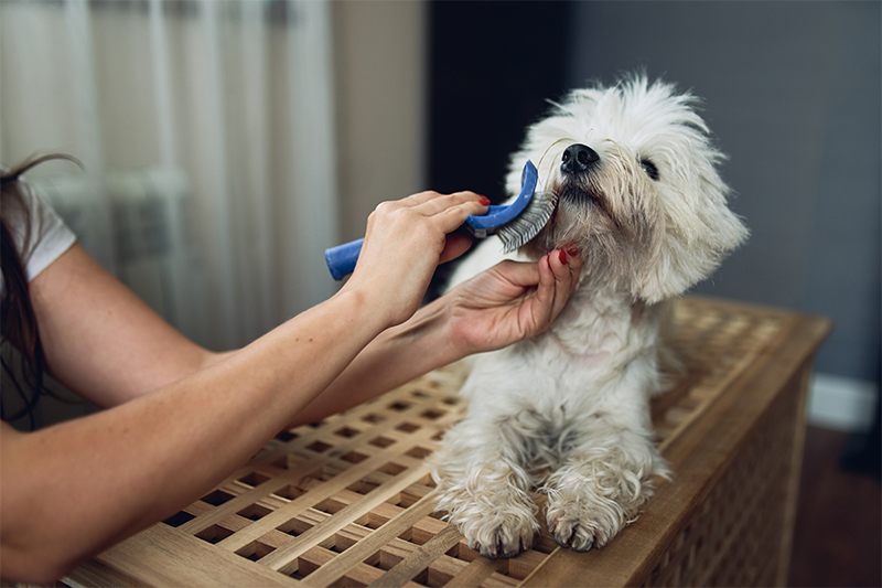 Pet Grooming