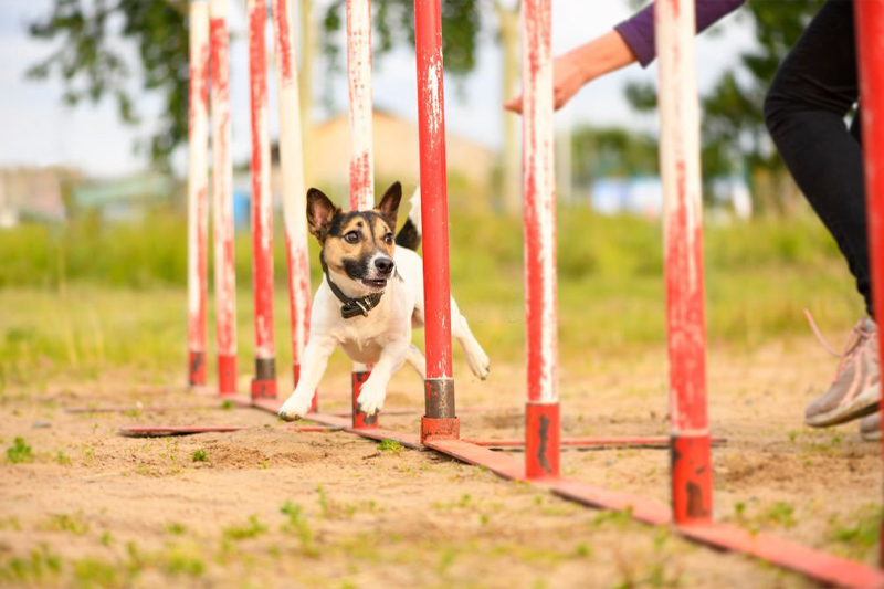 dog boarding