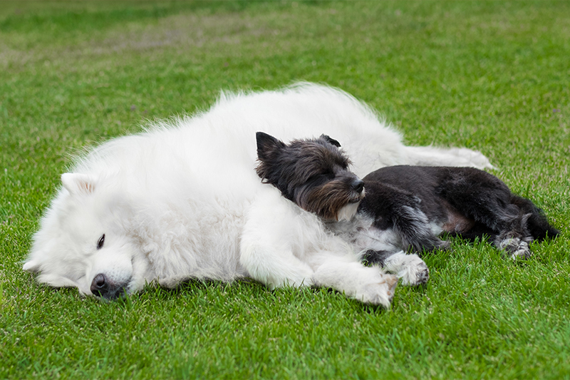 Dog boarding