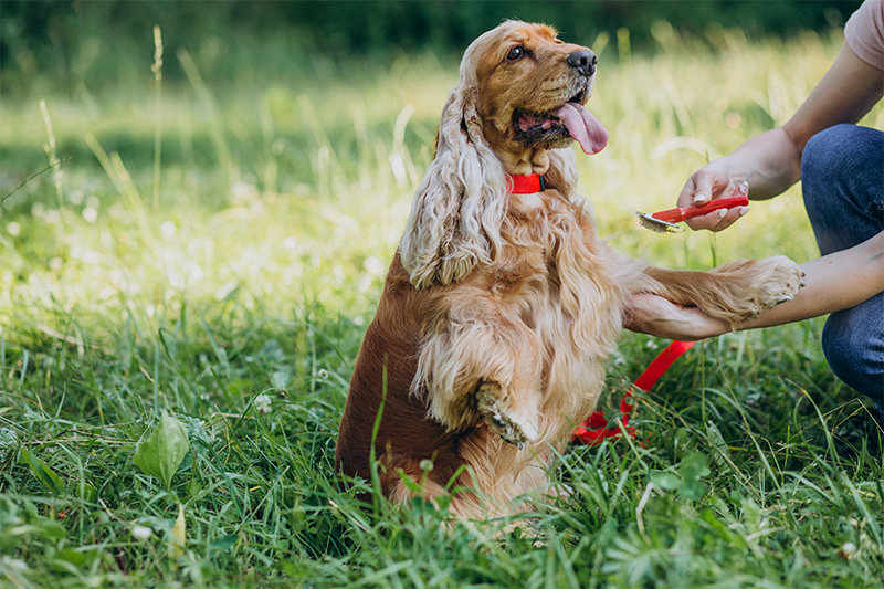 dog grooming